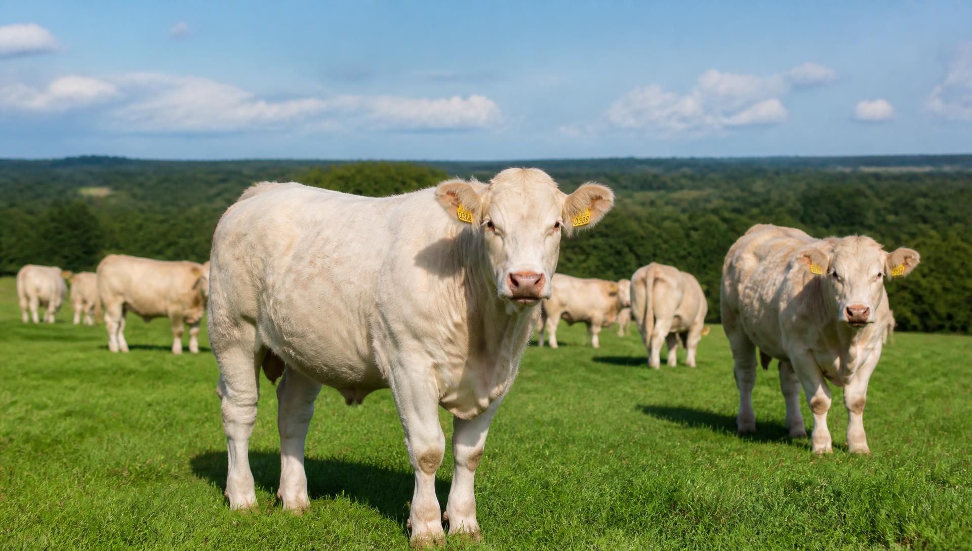 Cattle grazing on pasture, representing herds in Brazil